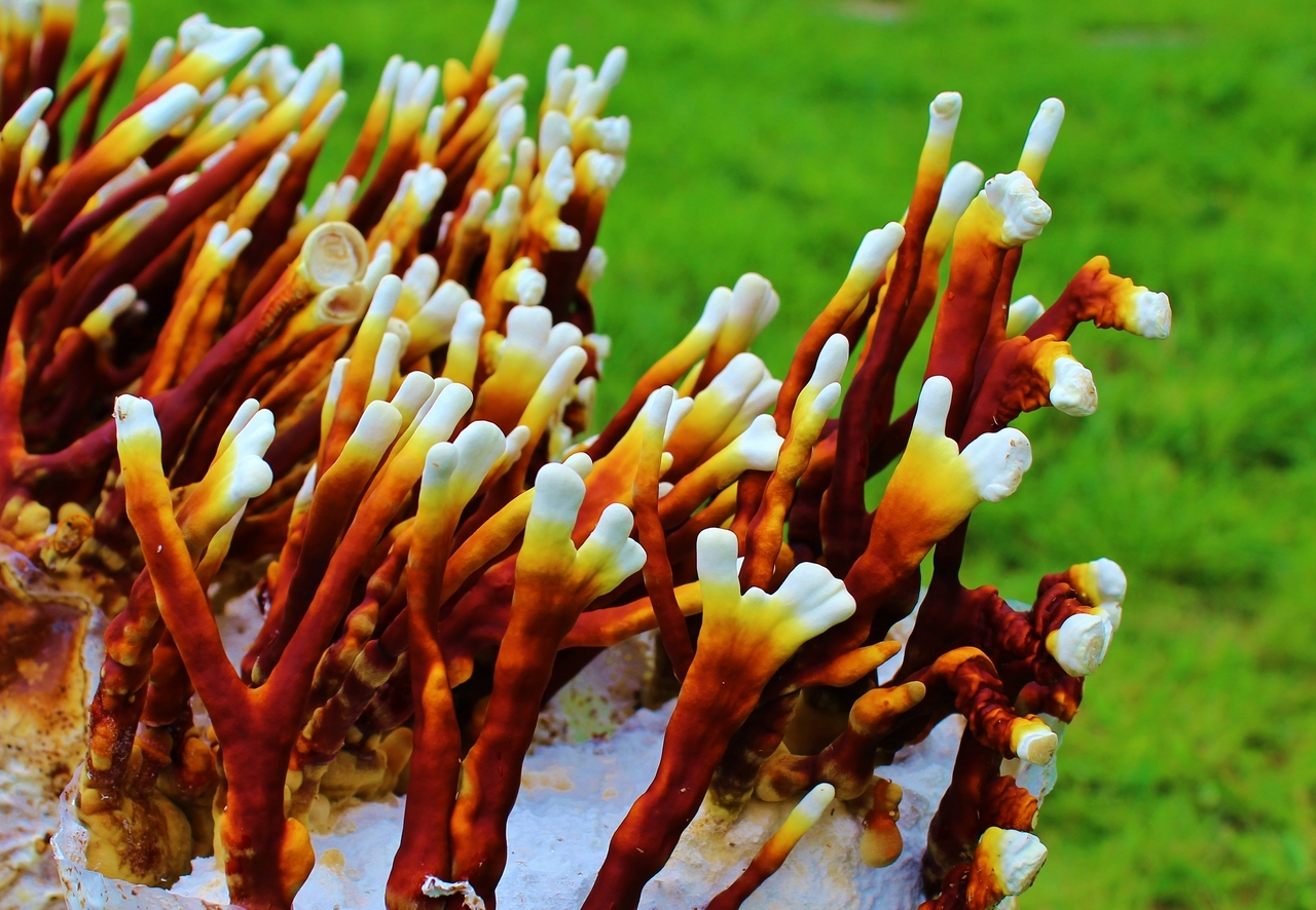 The mere beauty of some species of mushrooms in full bloom is often enough to turn even the mycophobic curious, at least.